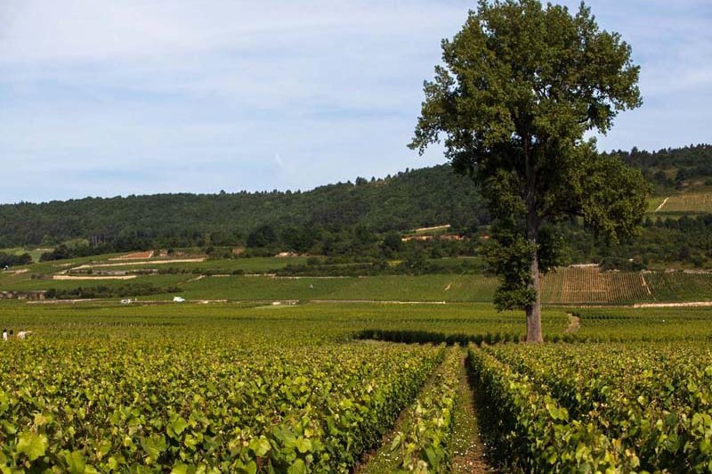 Château De Meursault - photo 1