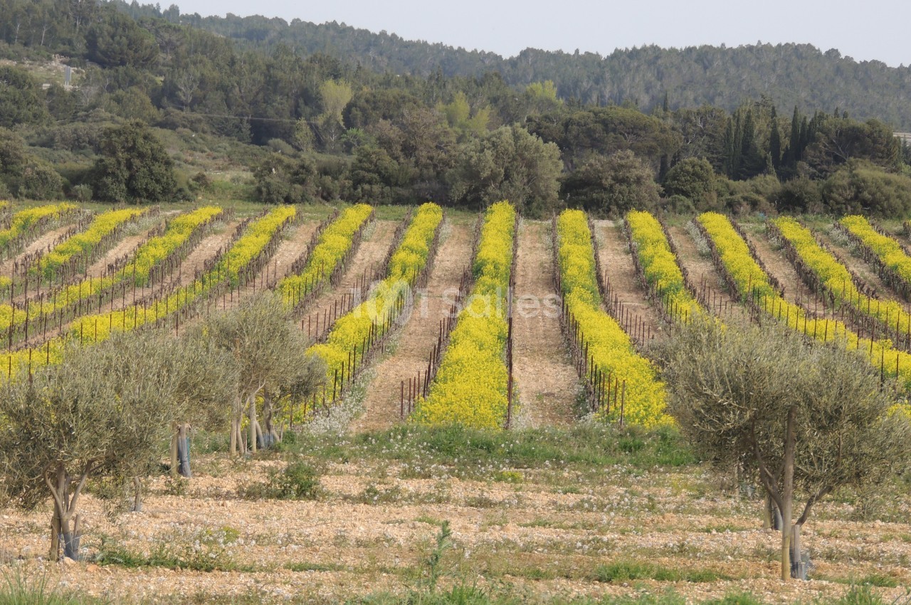 Vignes alignées avec des rangées de fleurs jaunes au sol, entourées d'arbres et de collines verdoyantes en arrière-plan.