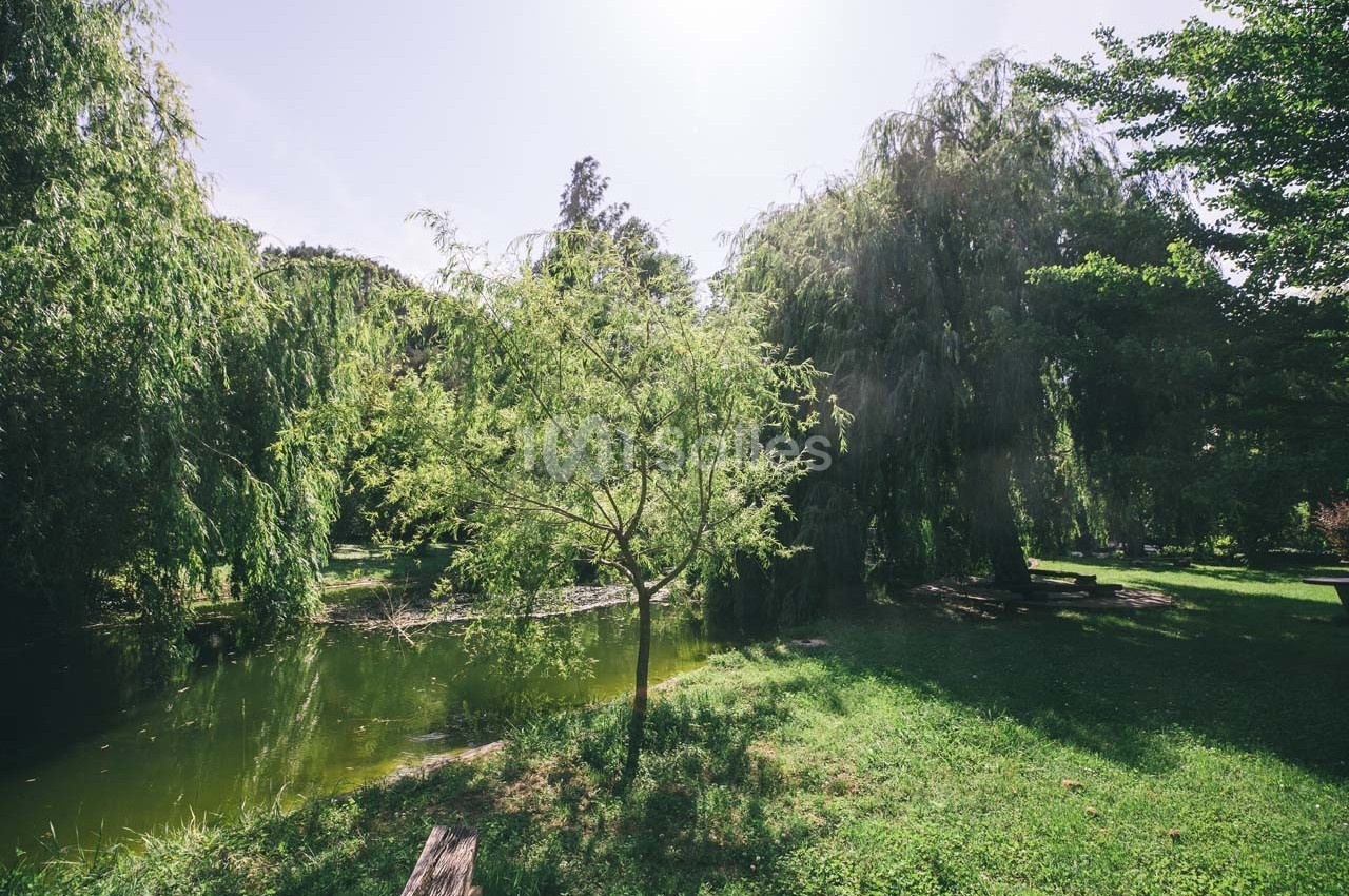 Un petit arbre au bord d'un étang entouré de verdure et de grands arbres sous un ciel clair.