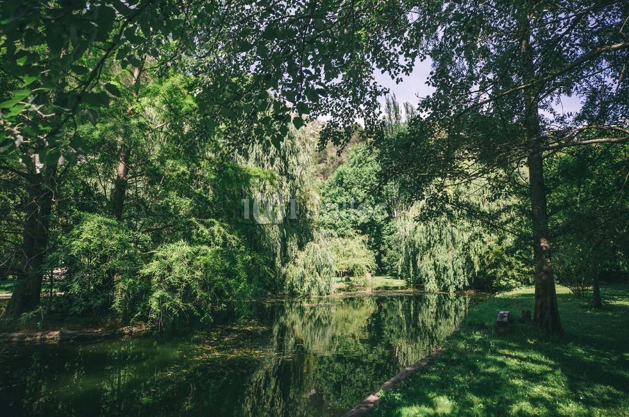 Étang entouré d'arbres et de végétation dense, reflétant le paysage verdoyant sous un ciel dégagé.