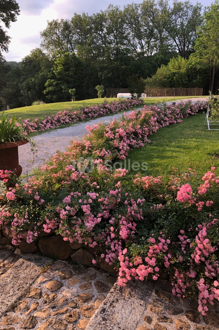 Allée de gravier bordée de rosiers roses en fleurs, entourée de pelouse et d'arbres en arrière-plan.