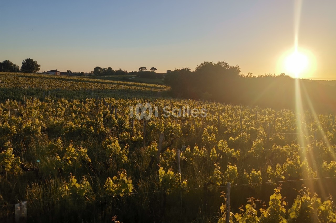Champ de vignes baigné par la lumière dorée d'un coucher de soleil, avec des arbres et des bâtiments en arrière-plan.