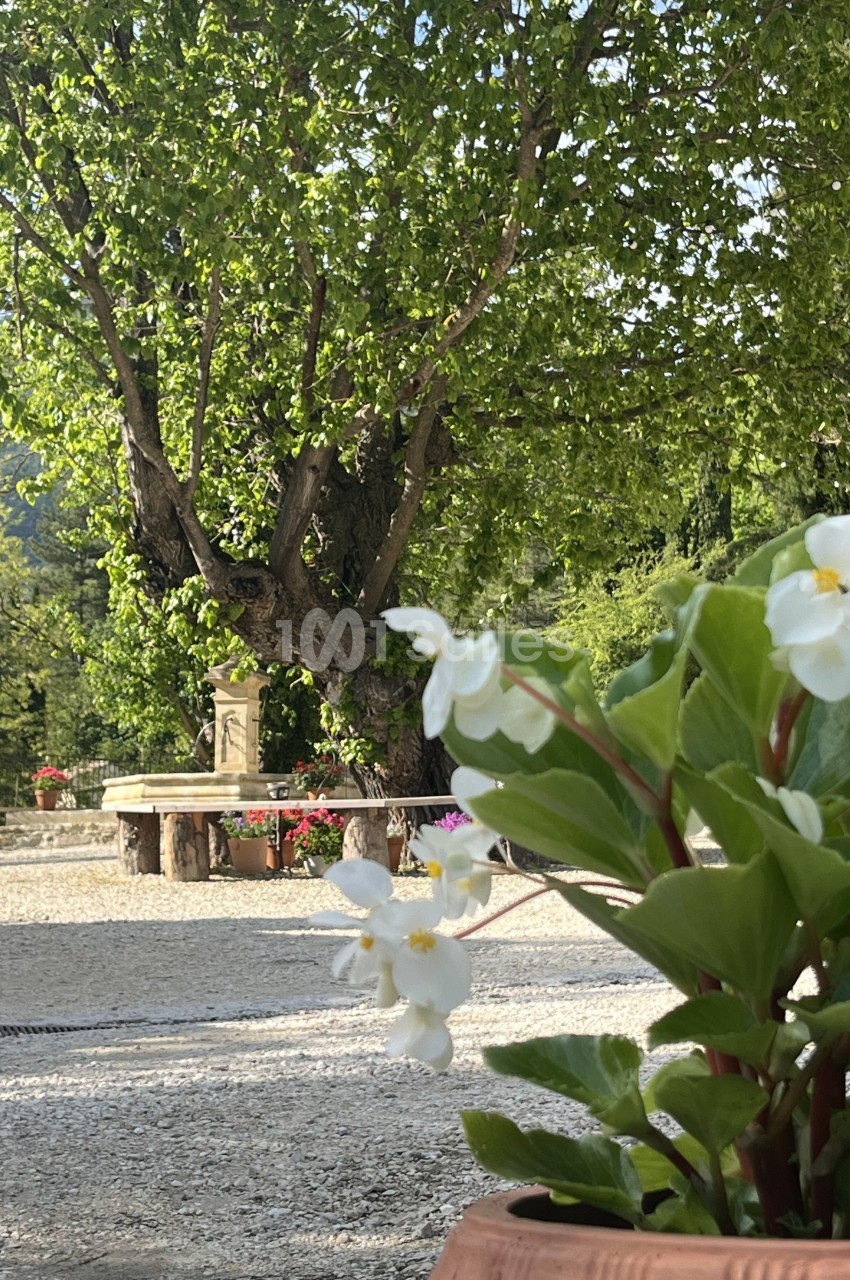 Fleurs blanches en pot au premier plan, avec un arbre et une table en pierre dans un jardin ensoleillé.