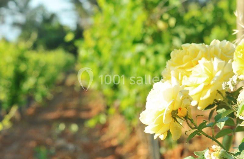 Domaine Rabiega - galerie - photo 8