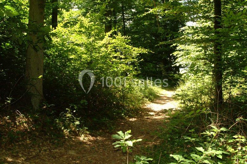 Sentier étroit traversant une forêt dense et verdoyante, éclairé par la lumière du soleil.