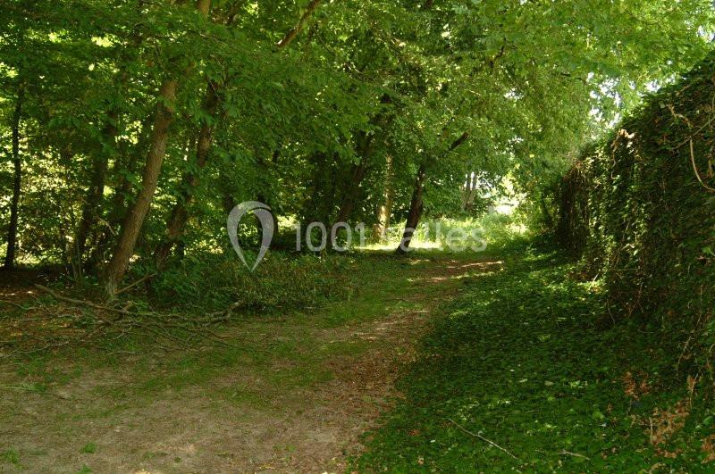Chemin ombragé bordé d'arbres et de végétation dense dans une forêt ensoleillée.