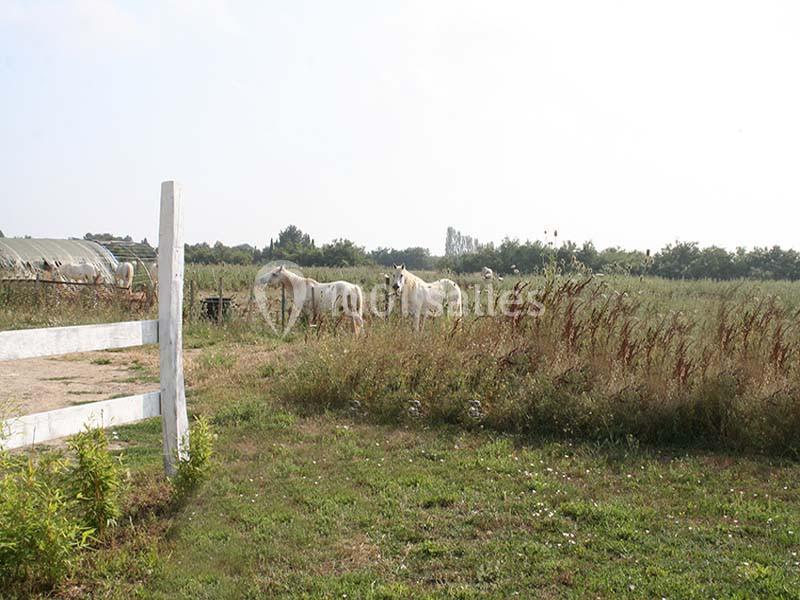 Domaine De La Tour - galerie - photo 8