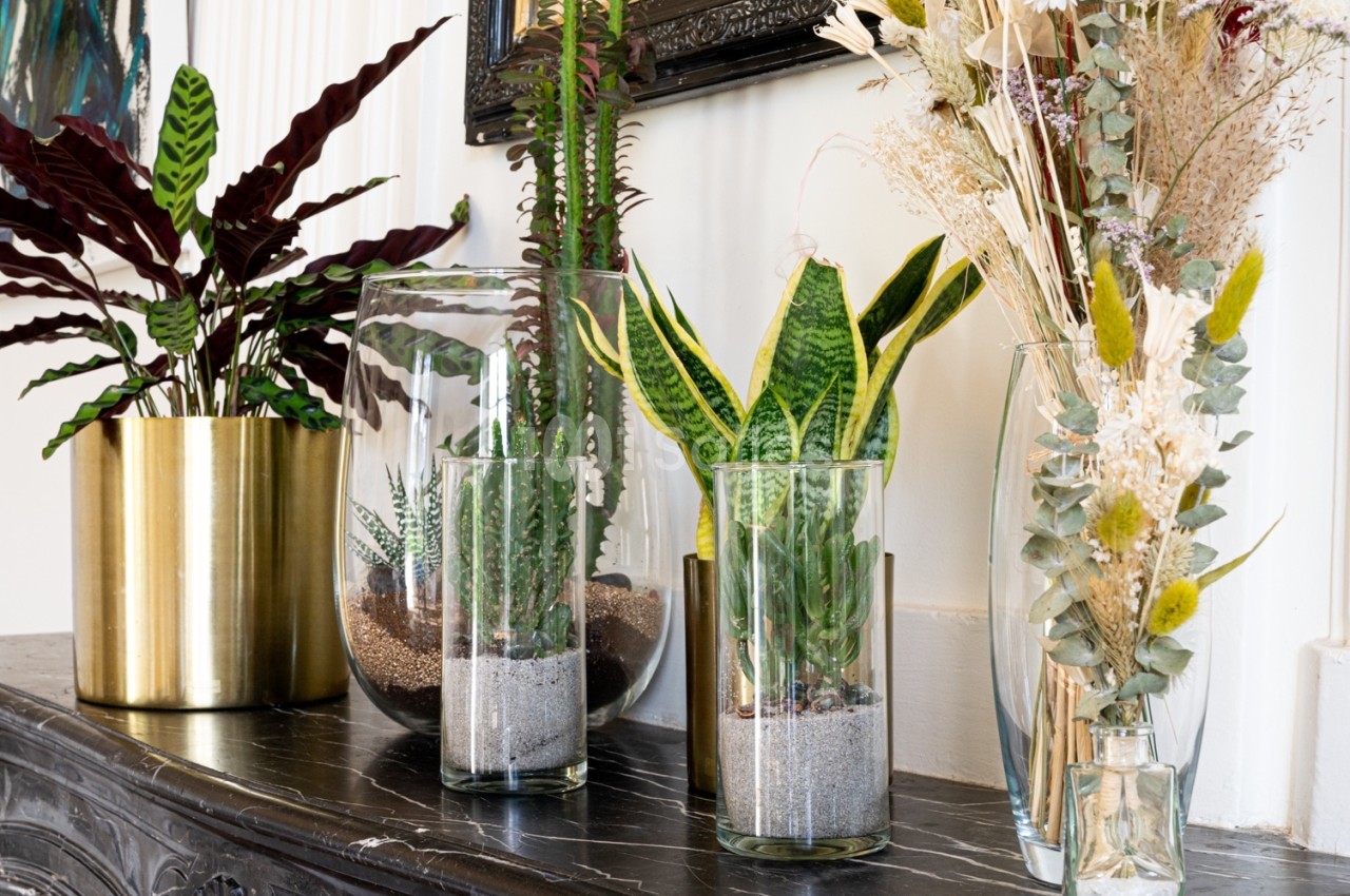 Plantes d'intérieur variées dans des pots en verre et en métal doré, disposées sur une cheminée en marbre noir.