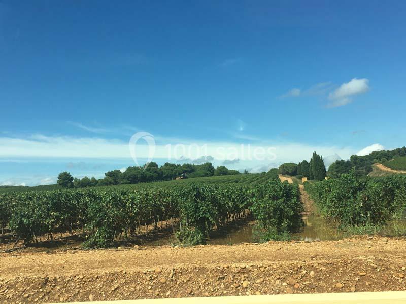 Vignes verdoyantes sous un ciel bleu dégagé, bordées d'arbres et d'un chemin de terre.