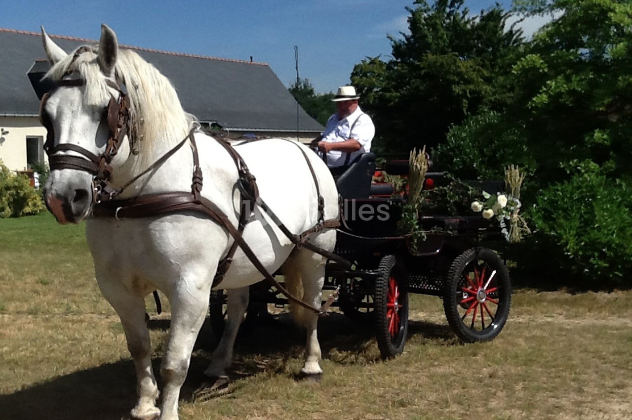 Cheval blanc attelé à une calèche décorée de fleurs, avec un cocher portant un chapeau, dans un cadre rural.