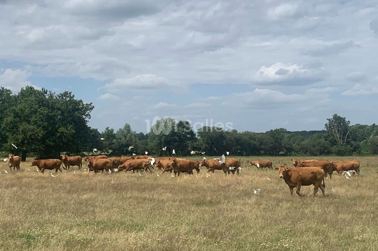 Troupeau de vaches brunes paissant dans un champ herbeux, entouré d'oiseaux blancs sous un ciel partiellement nuageux.