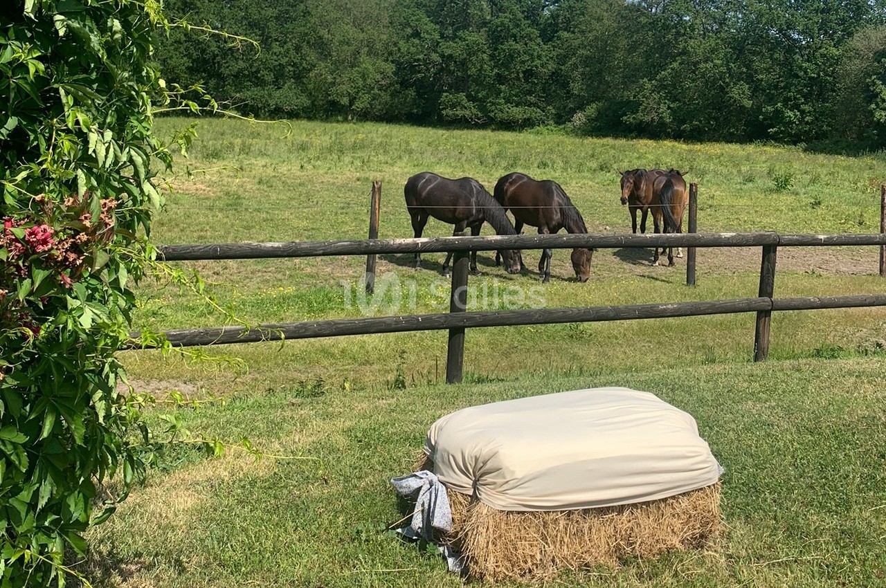 Trois chevaux broutant dans un pré clôturé, avec un ballot de foin recouvert au premier plan.