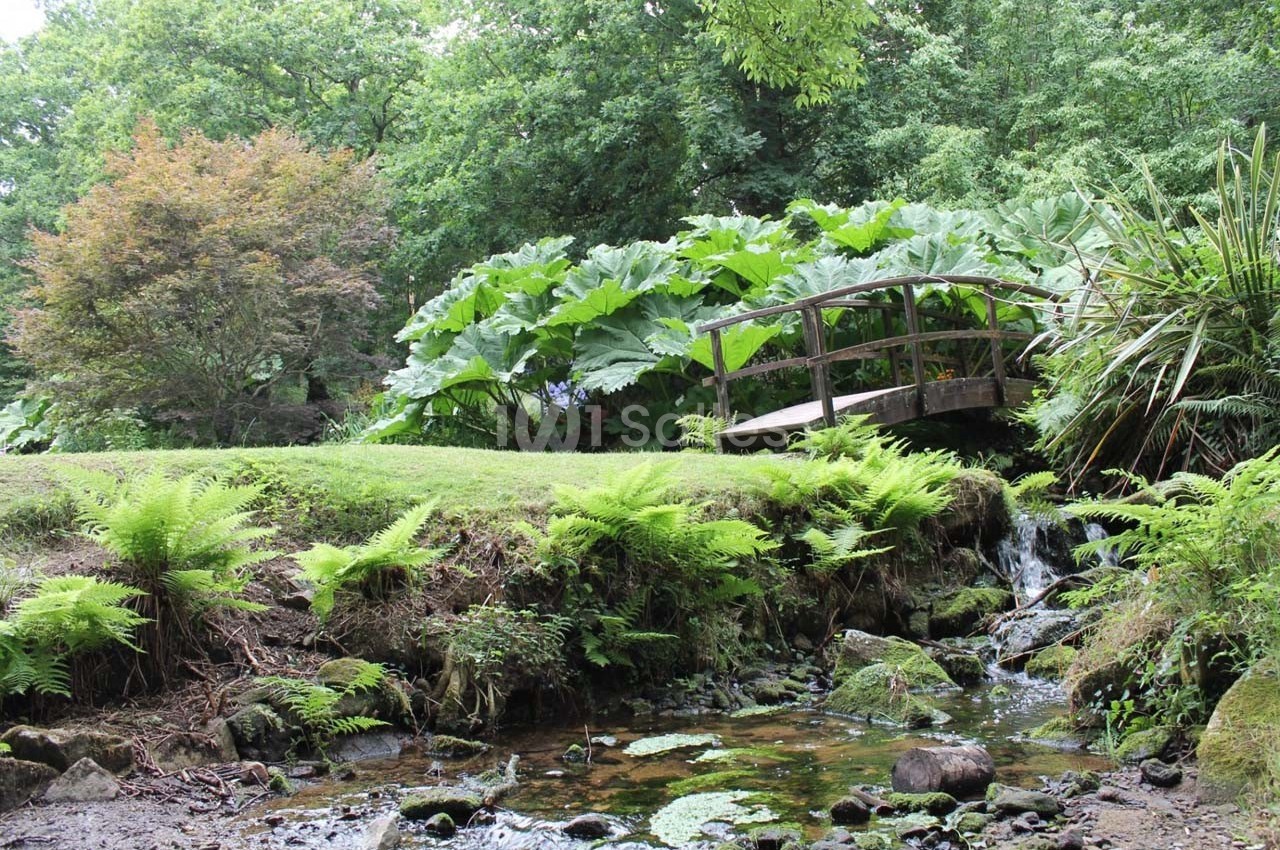 Petit pont en bois surplombant un ruisseau entouré de fougères et de végétation luxuriante dans un cadre naturel.
