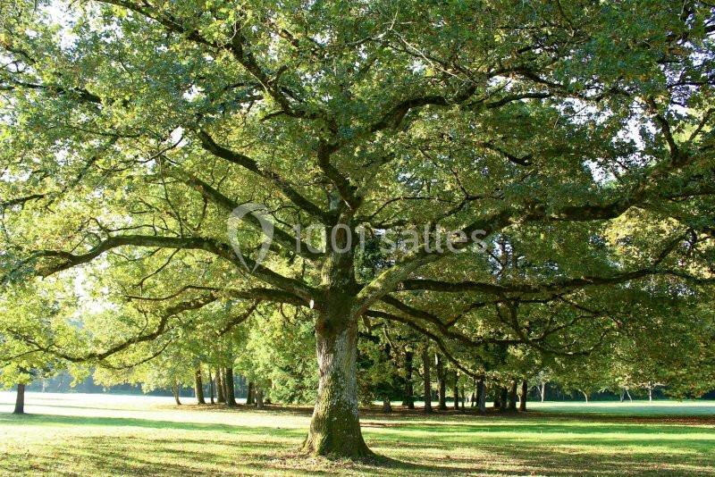 Un grand chêne au feuillage dense se dresse dans un parc ensoleillé, entouré de pelouse et d'autres arbres.
