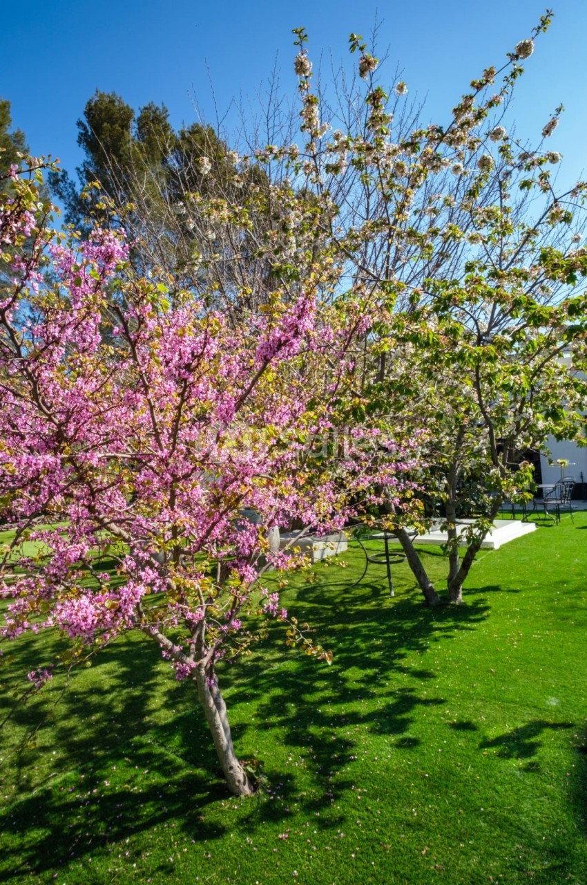 Arbres en fleurs roses et blanches sur une pelouse verte sous un ciel bleu clair.