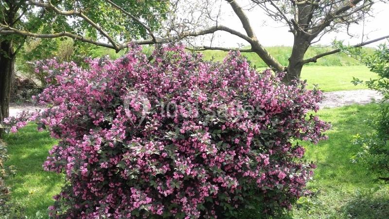 Arbuste en fleurs roses dans un jardin verdoyant, entouré d'arbres et d'une pelouse.