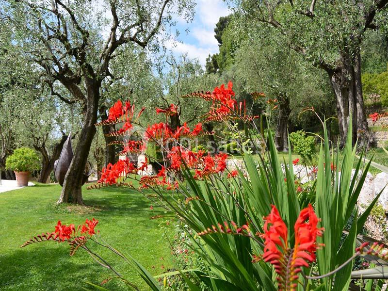 Massif de fleurs rouges devant un jardin verdoyant avec des oliviers et une pelouse bien entretenue.