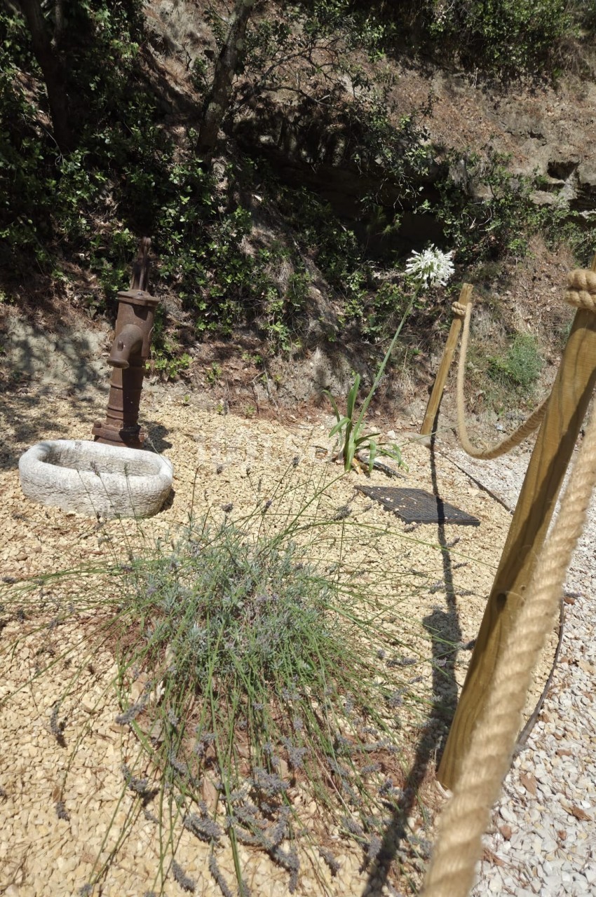 Plante à fleurs blanches et lavande sur un sol de gravier, près d'une pompe à eau ancienne et d'une corde en bois.