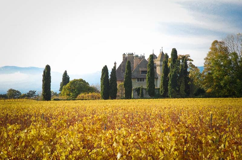 Château De Ripaille - photo 2