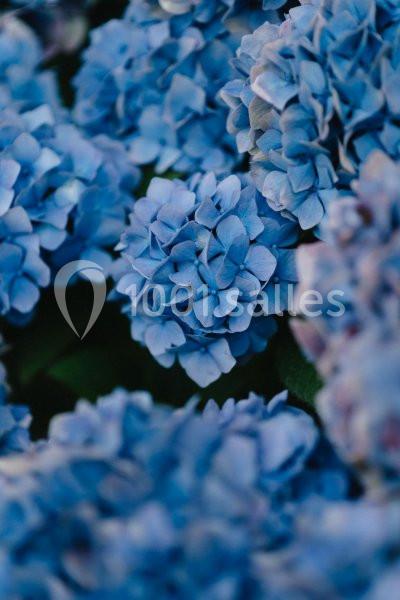 Fleurs d’hortensias bleues en gros plan, avec des pétales texturés et un feuillage vert en arrière-plan.