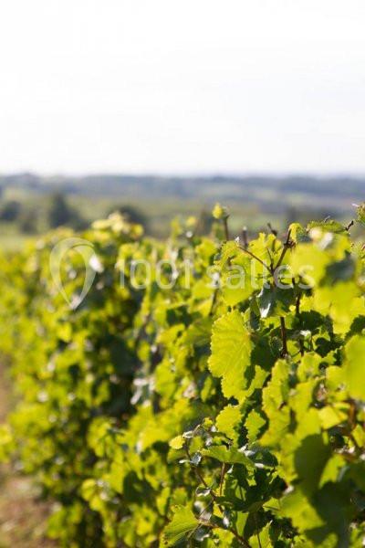 Domaine Fl - galerie - photo 6