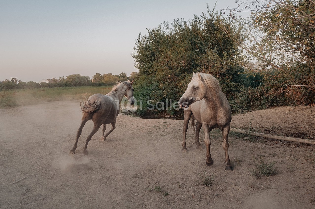 Le Sauvage, Domaine En Camargue - galerie - photo 12