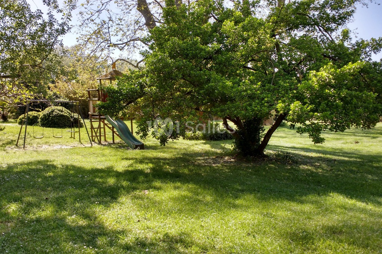 Arbre feuillu dans un jardin ensoleillé avec une structure de jeu pour enfants incluant un toboggan.