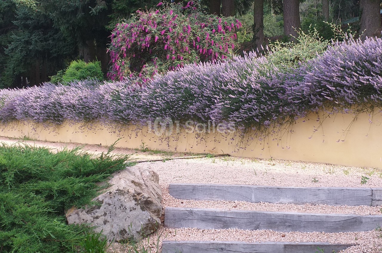 Massif de lavandes en fleurs longeant un muret jaune, avec des escaliers en bois et un jardin verdoyant en arrière-plan.