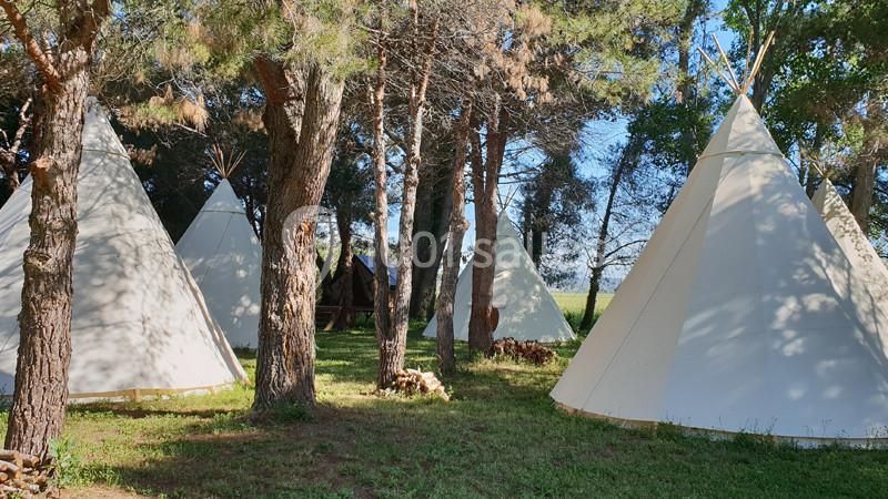 Tipis blancs installés dans une clairière boisée sous un ciel dégagé.