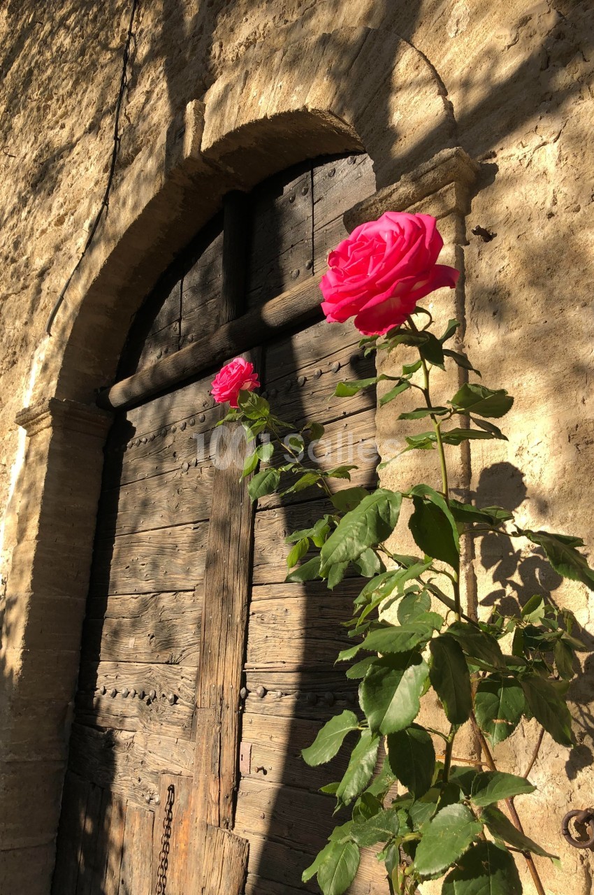 Deux roses roses en pleine floraison devant une porte en bois ancienne, éclairées par une lumière douce.