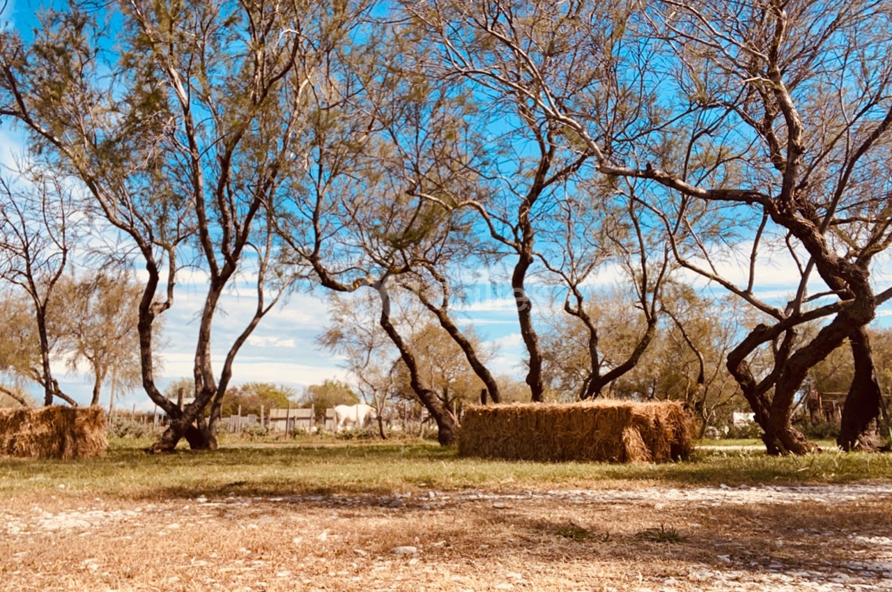 Arbres clairsemés dans un paysage rural ensoleillé avec des bottes de foin dispersées sur un sol herbeux.