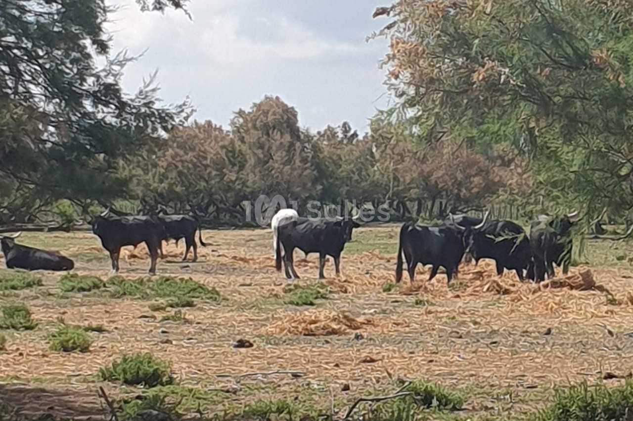 Des taureaux noirs paissent dans un champ arboré parsemé de végétation sèche sous un ciel partiellement nuageux.