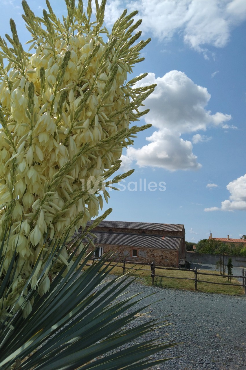 Fleurs jaunes d'un yucca en gros plan, avec une ferme en arrière-plan sous un ciel partiellement nuageux.