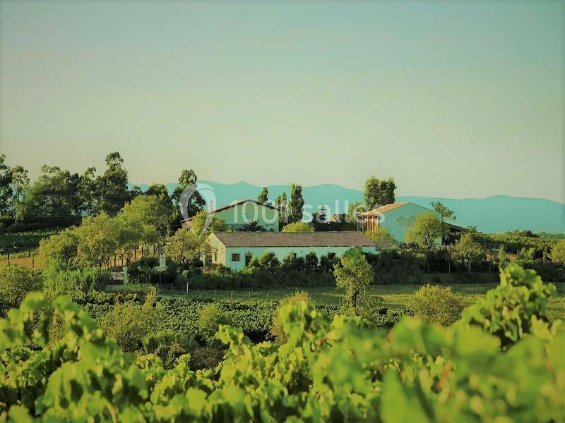 Vue d'un domaine rural entouré de vignes et d'arbres, avec des montagnes en arrière-plan sous un ciel clair.