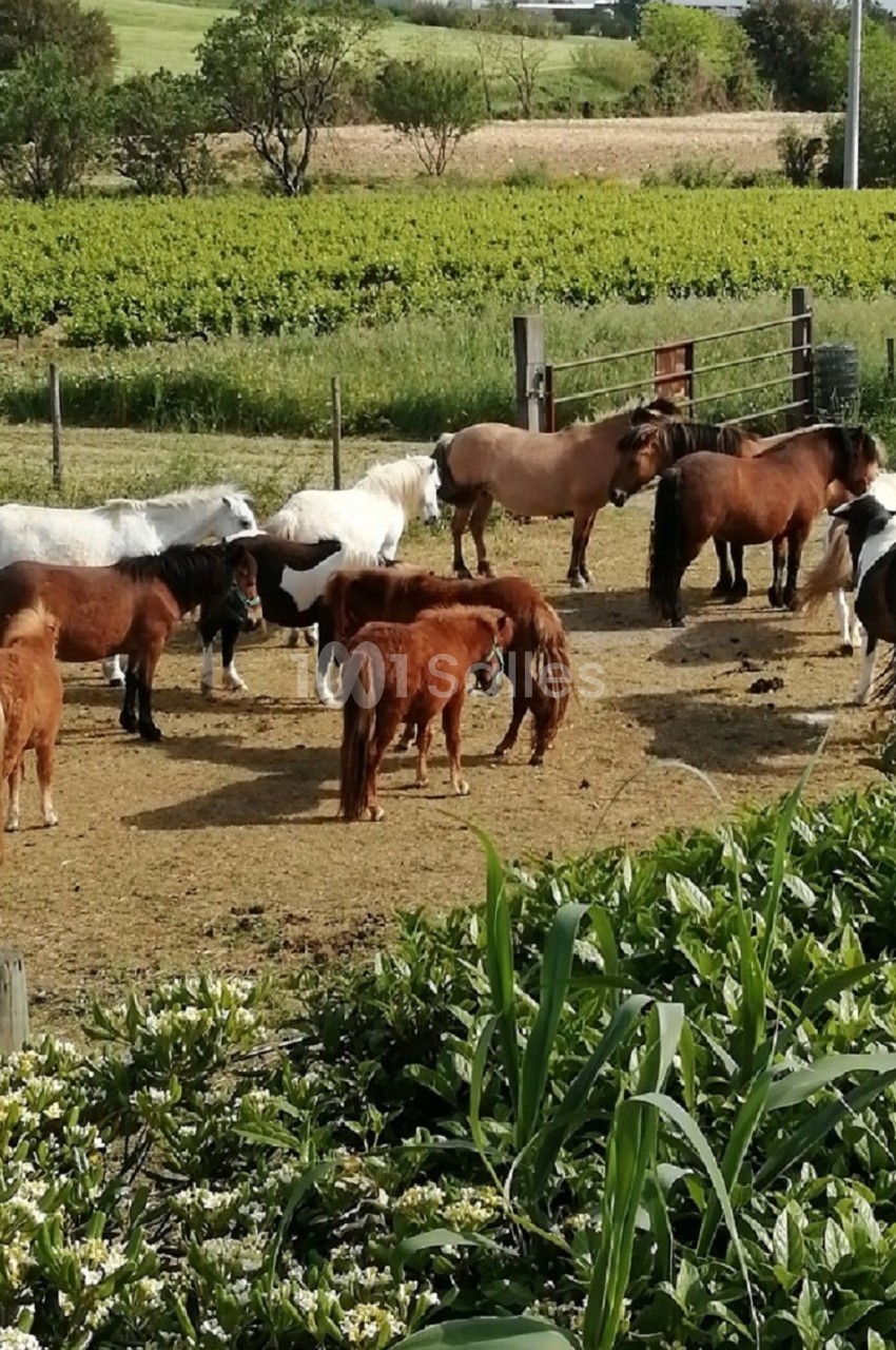 Groupe de poneys de différentes couleurs rassemblés dans un enclos en pleine campagne verdoyante.
