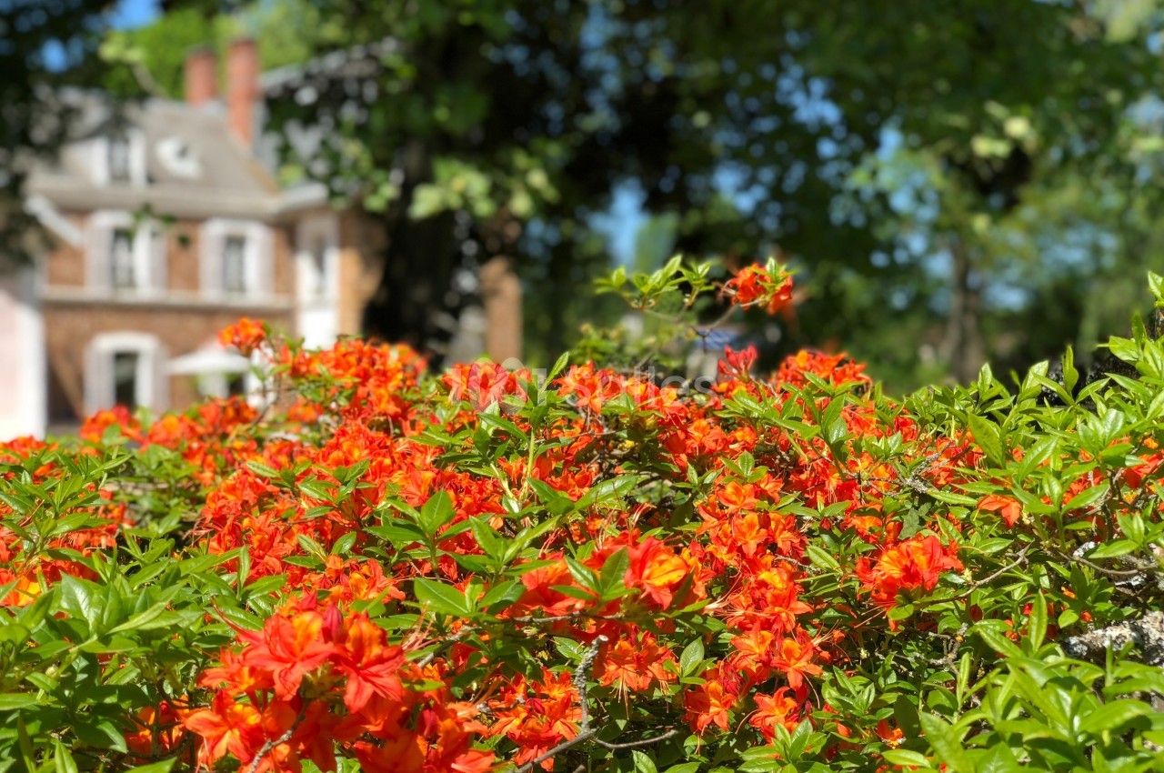 Massif de fleurs orange vif devant un bâtiment en briques entouré de verdure sous un ciel ensoleillé.