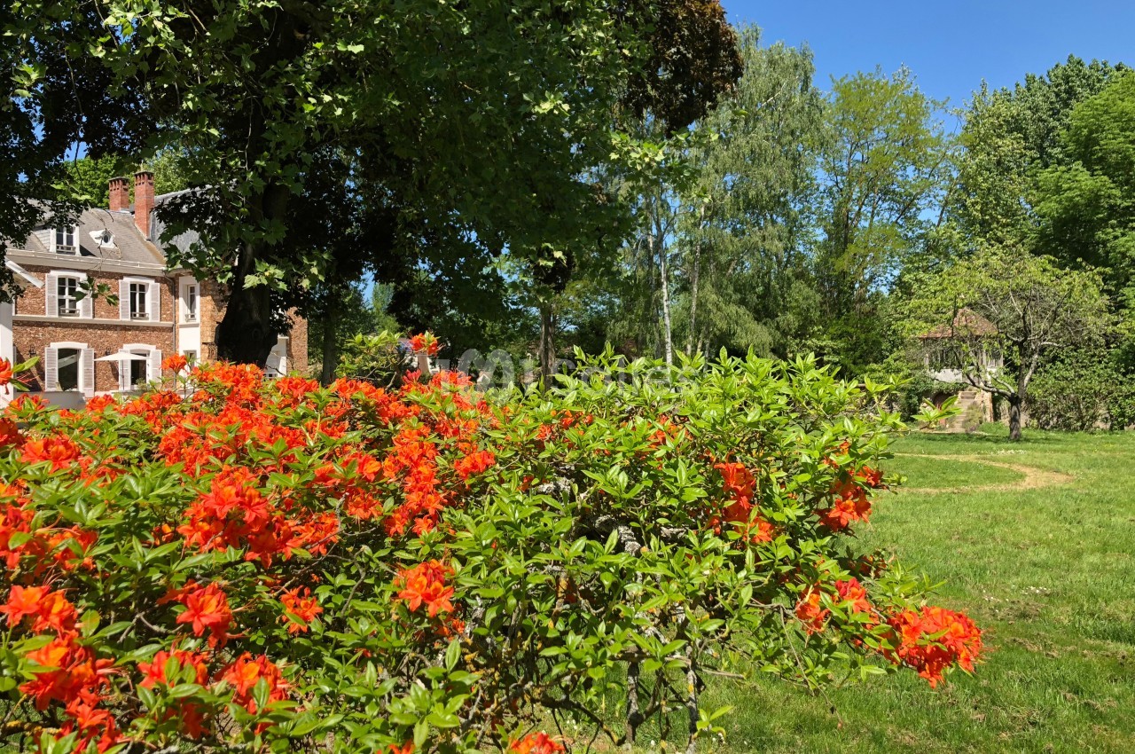 Massif d'azalées rouges en fleurs dans un jardin verdoyant avec des arbres, une pelouse et une maison en arrière-plan.
