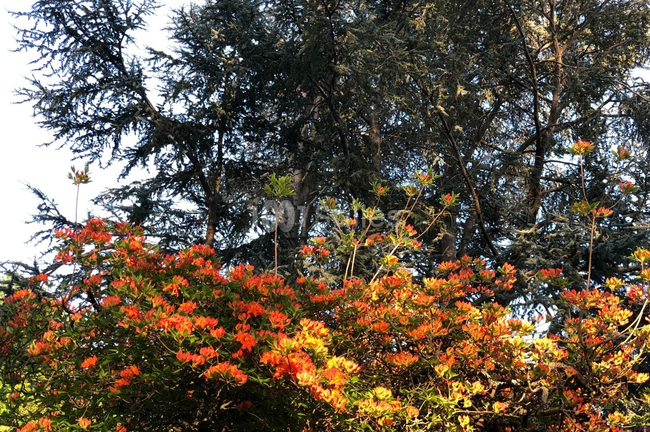 Buissons d'azalées aux fleurs orange vif devant des arbres aux feuillages sombres sous une lumière naturelle.
