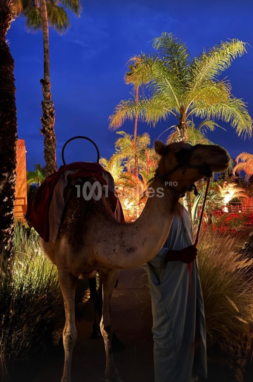 Un dromadaire tenu par un homme en tenue traditionnelle, éclairé par des lumières dans un décor de palmiers au crépuscule.