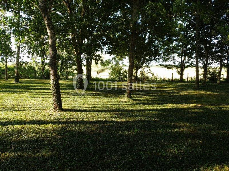 Sous-bois éclairé par le soleil avec des arbres espacés et un sol couvert d'herbe, en arrière-plan une prairie.