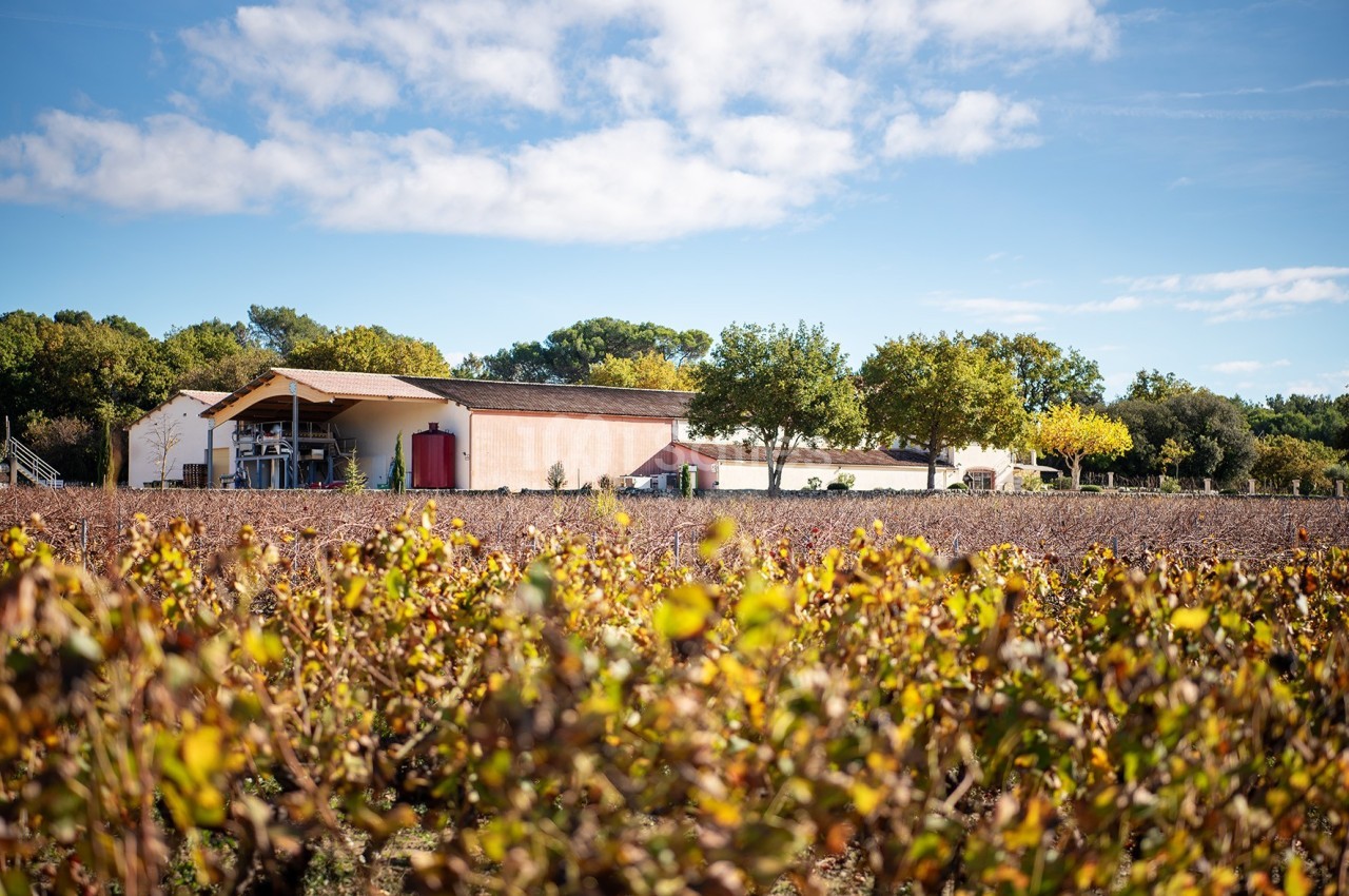 Vignes en premier plan avec un bâtiment agricole et des arbres sous un ciel partiellement nuageux en arrière-plan.