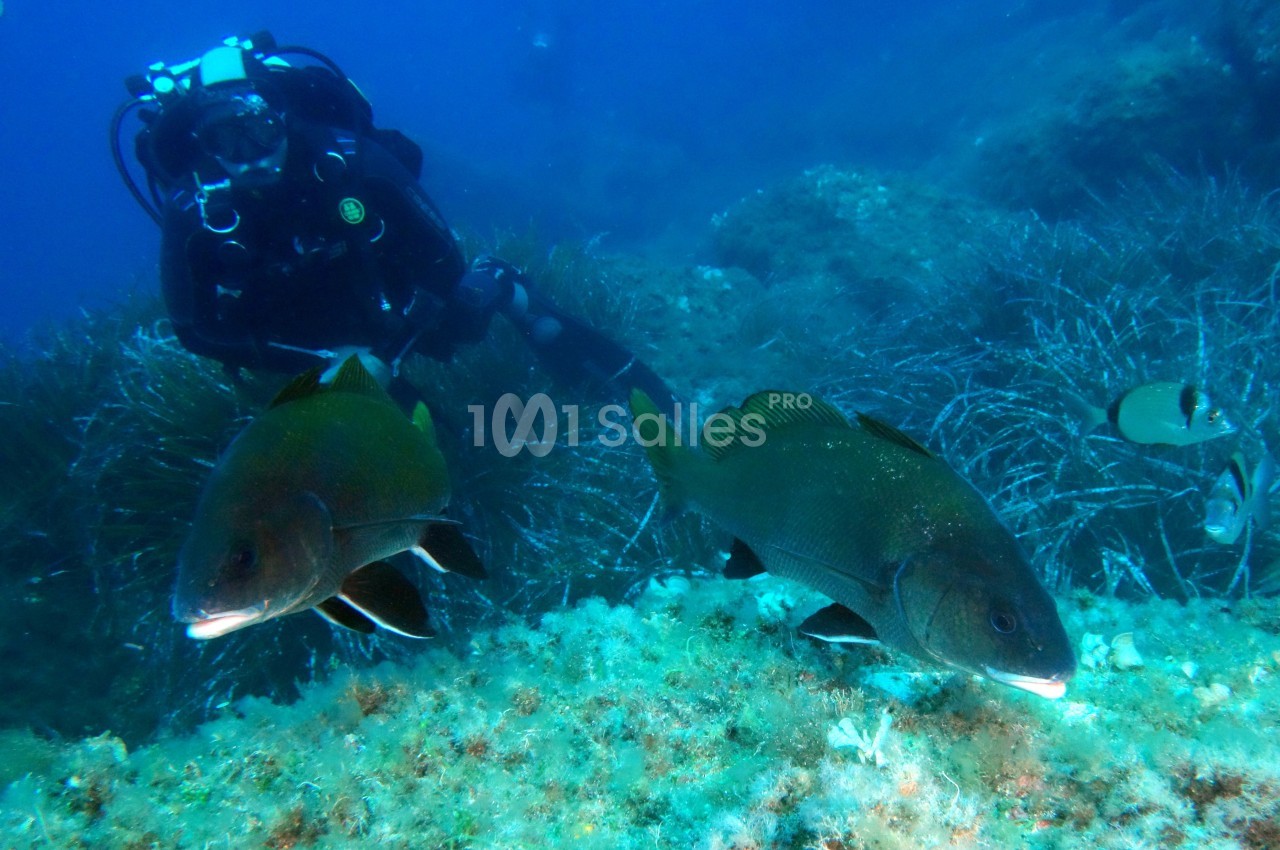 Un plongeur observe deux poissons nageant près d'un fond marin couvert d'algues et de végétation aquatique.