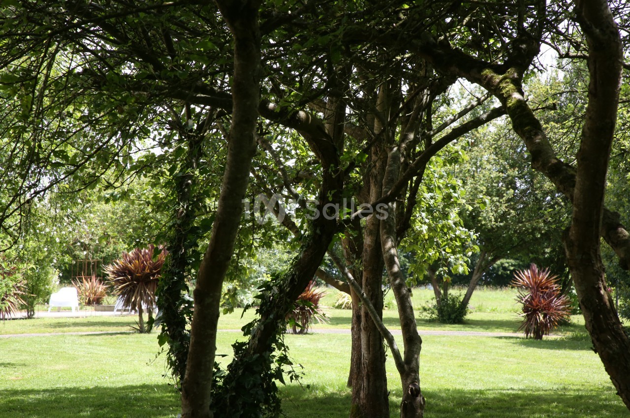 Arbres aux troncs fins dans un parc verdoyant avec pelouse et arbustes colorés en arrière-plan.
