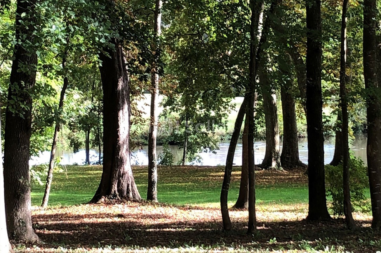 Sous-bois éclairé par le soleil avec des arbres et un étang visible en arrière-plan.