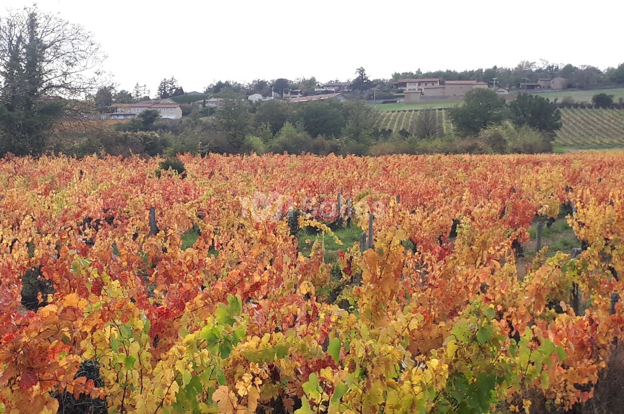 Vignes aux couleurs automnales avec des maisons et des arbres en arrière-plan sous un ciel légèrement couvert.