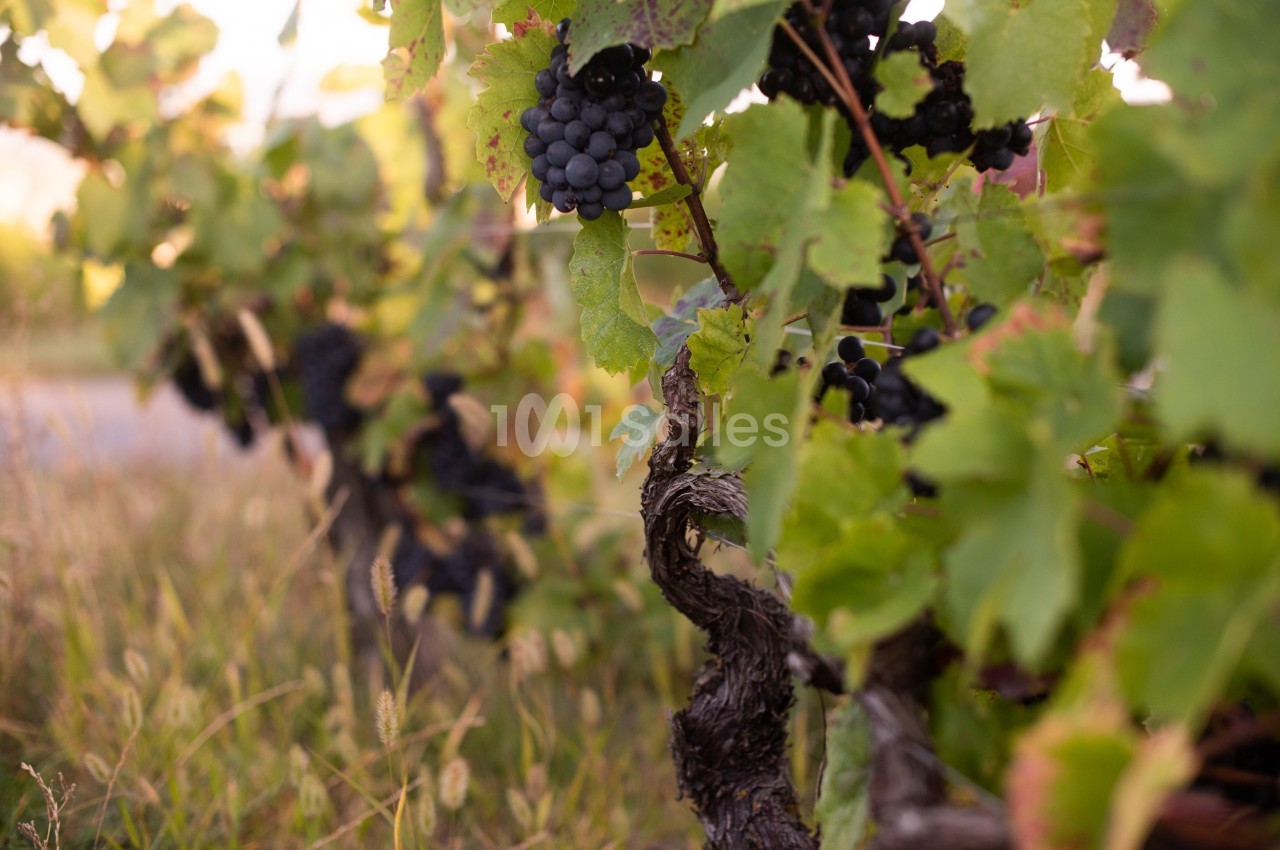 Vignes avec grappes de raisin noir mûrissant parmi des feuilles vertes, éclairées par une lumière douce.