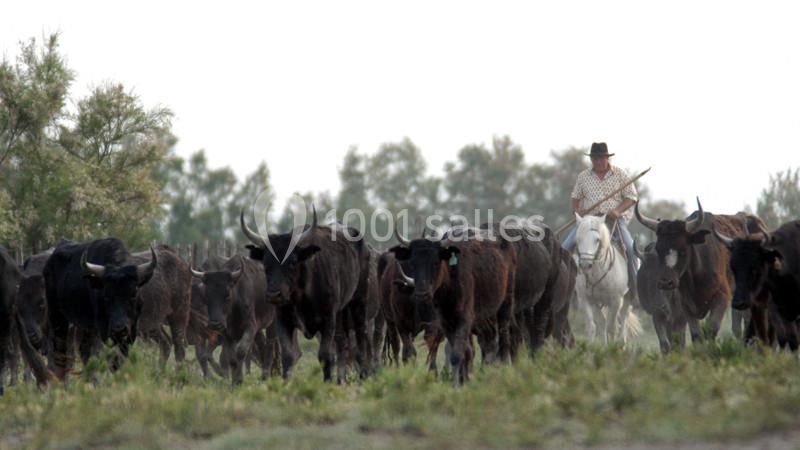 Manade Mailhan Mas Des Bernacles - galerie - photo 5