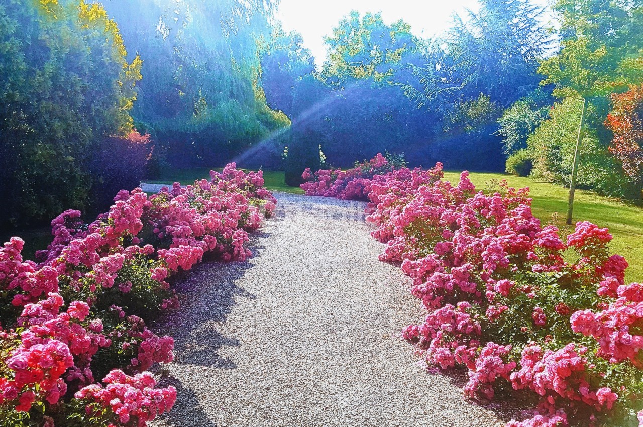 Allée de gravier bordée de massifs de roses roses, entourée d'arbres et baignée de lumière naturelle.