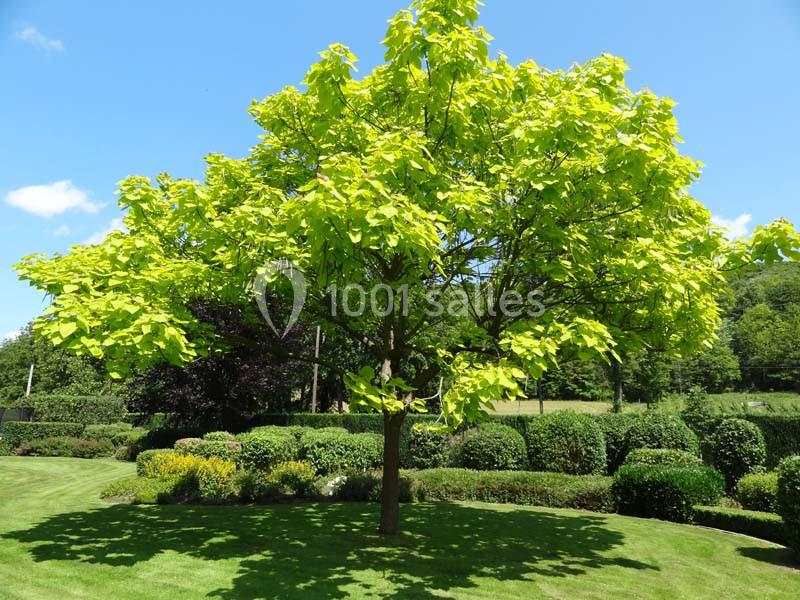 Arbre au feuillage vert vif dans un jardin paysager avec pelouse et arbustes taillés, sous un ciel bleu dégagé.
