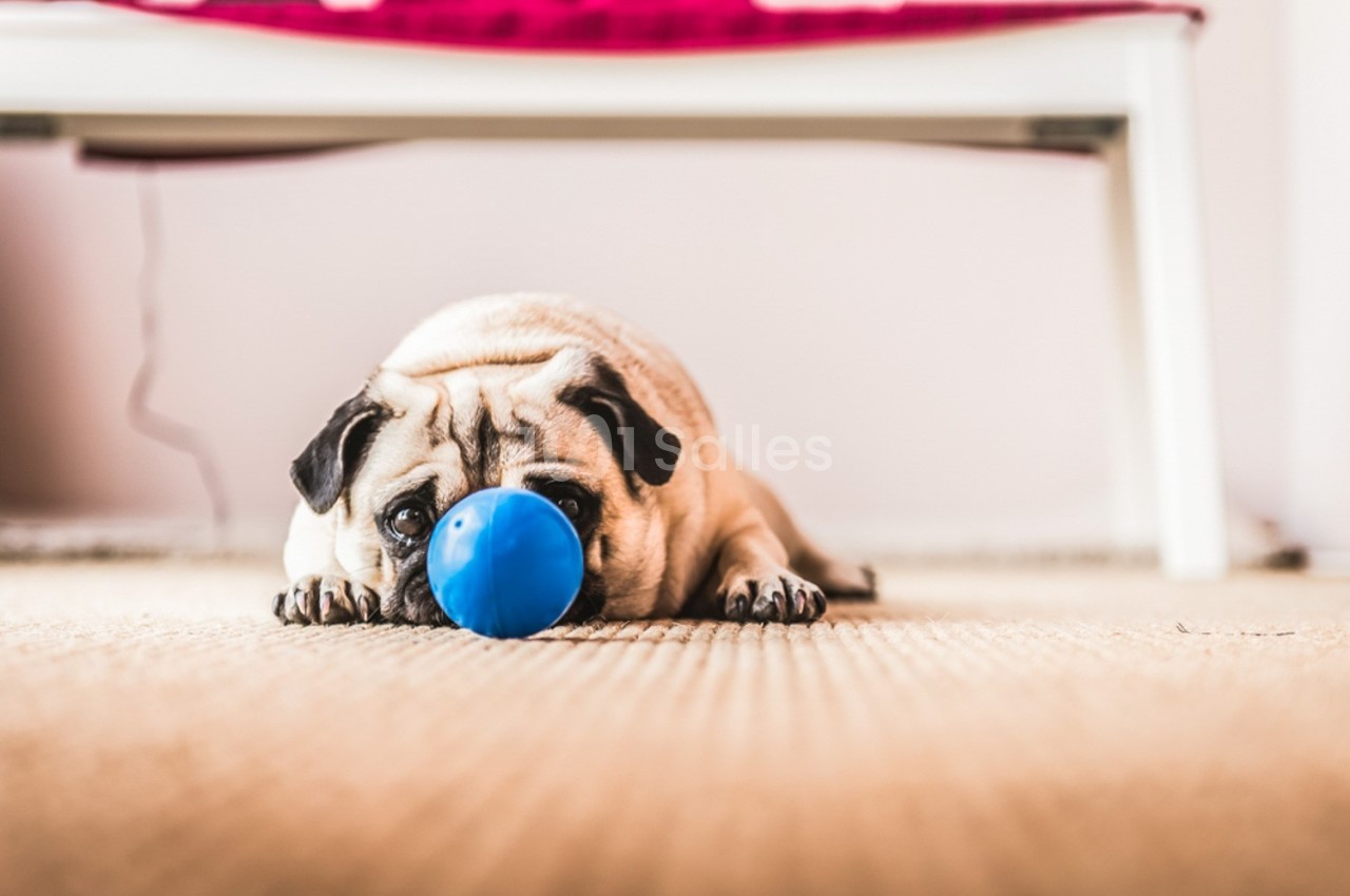 Sabrina K Photographie - galerie - photo 40